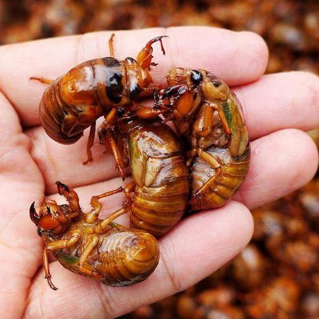 2021新鲜知了活体速冻野生金蝉爬叉猴蝉节流其它生肉制品