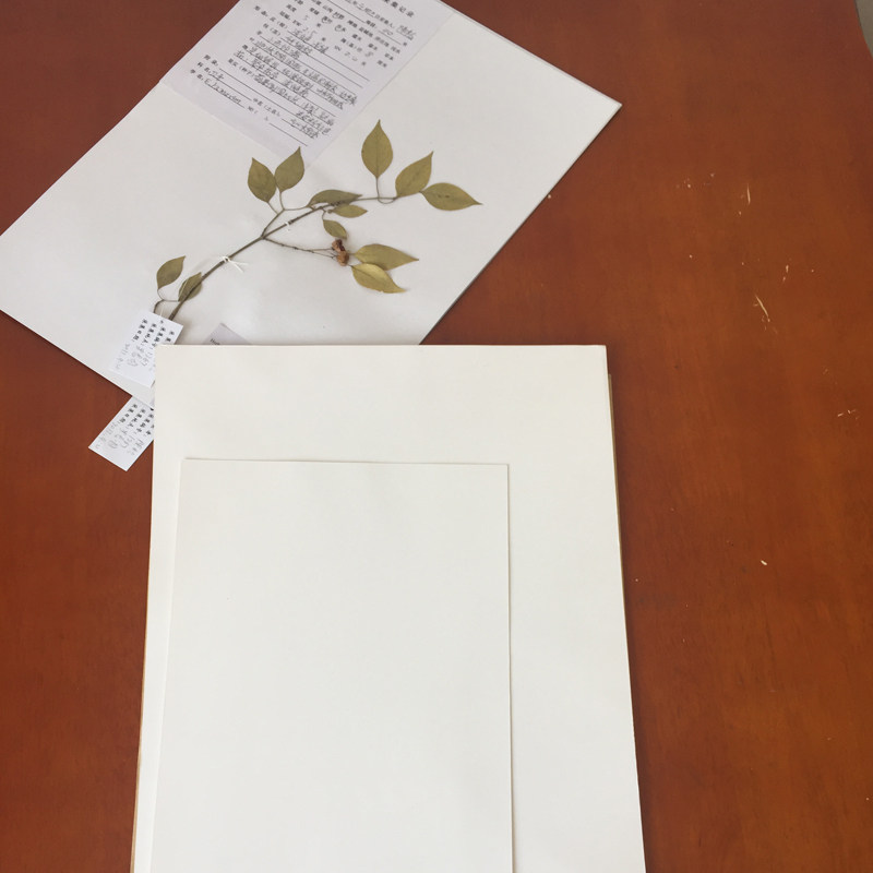 标本制作腊叶制作工工具植物专用台纸a3a4教学仪器