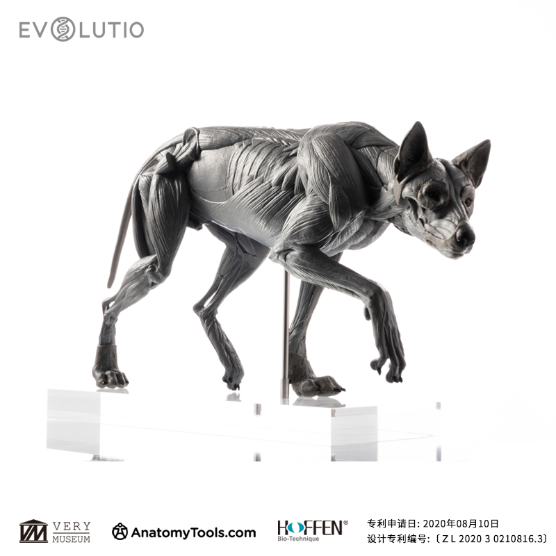 vm非常博物馆evo肌肉解剖pvc科教模型手办手办