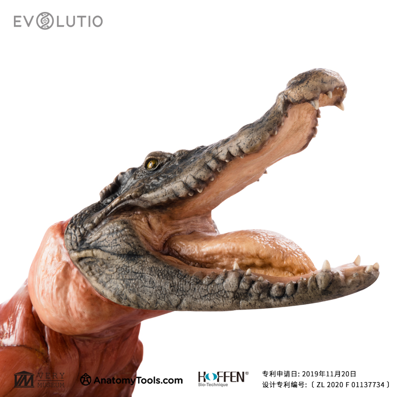 vm非常博物馆evo肌肉解剖鳄鱼科教模型手办手办