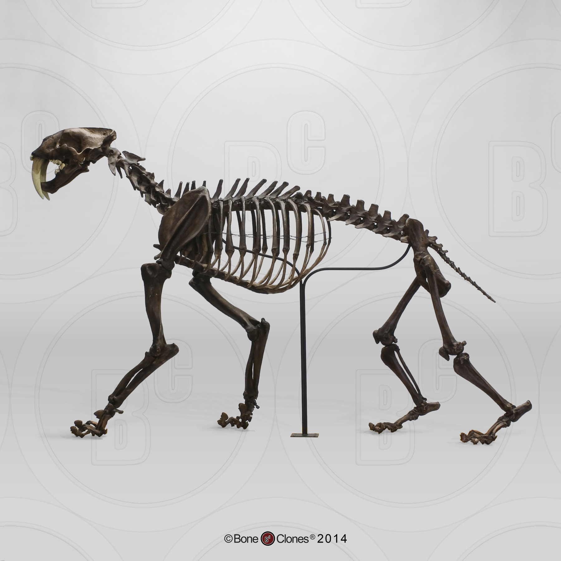 vm非常博物馆boneclones美国定制骨骼限定定版剑齿虎艺术家手办