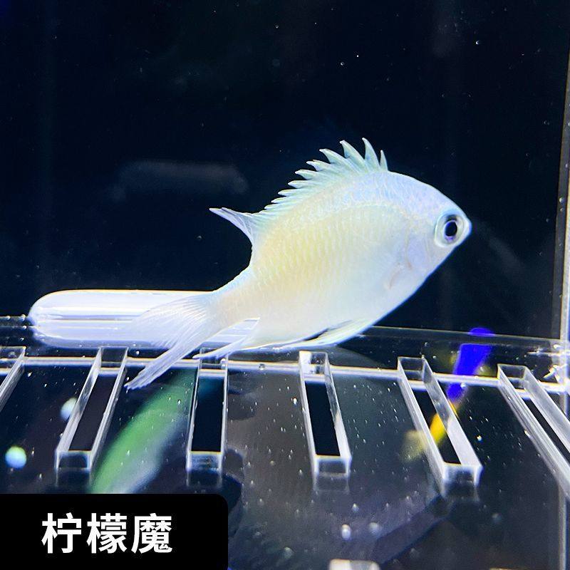 蓝魔黄尾黄肚三点白三间雀粉魔闯缸海水观赏鱼生物其它水族宠物