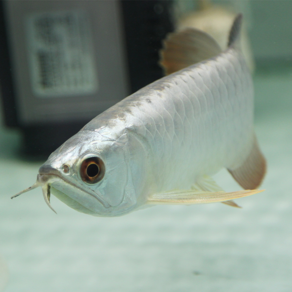 24k小金头纯种宝石蓝底b级过背3a级高背金龙鱼红龙鱼活体热带鱼