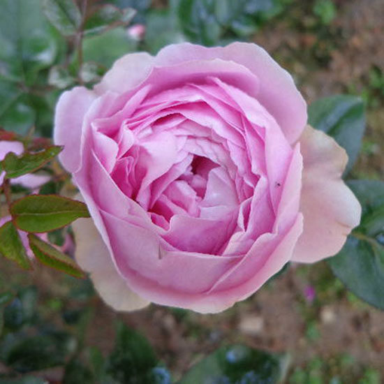 月季豁新现货经典桃香新品时令草本花卉