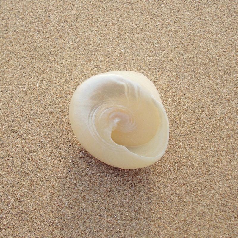 马蹄钟螺儿童童可爱礼物车载摆件文艺装饰品鱼缸海螺