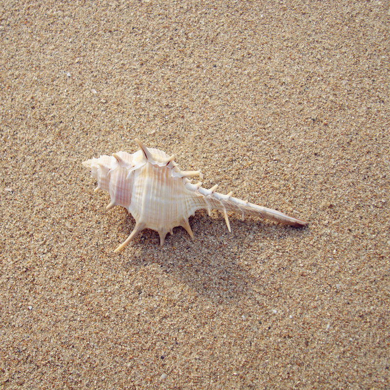 浅缝骨螺海螺标本海洋主题餐厅店铺橱窗装饰物海螺