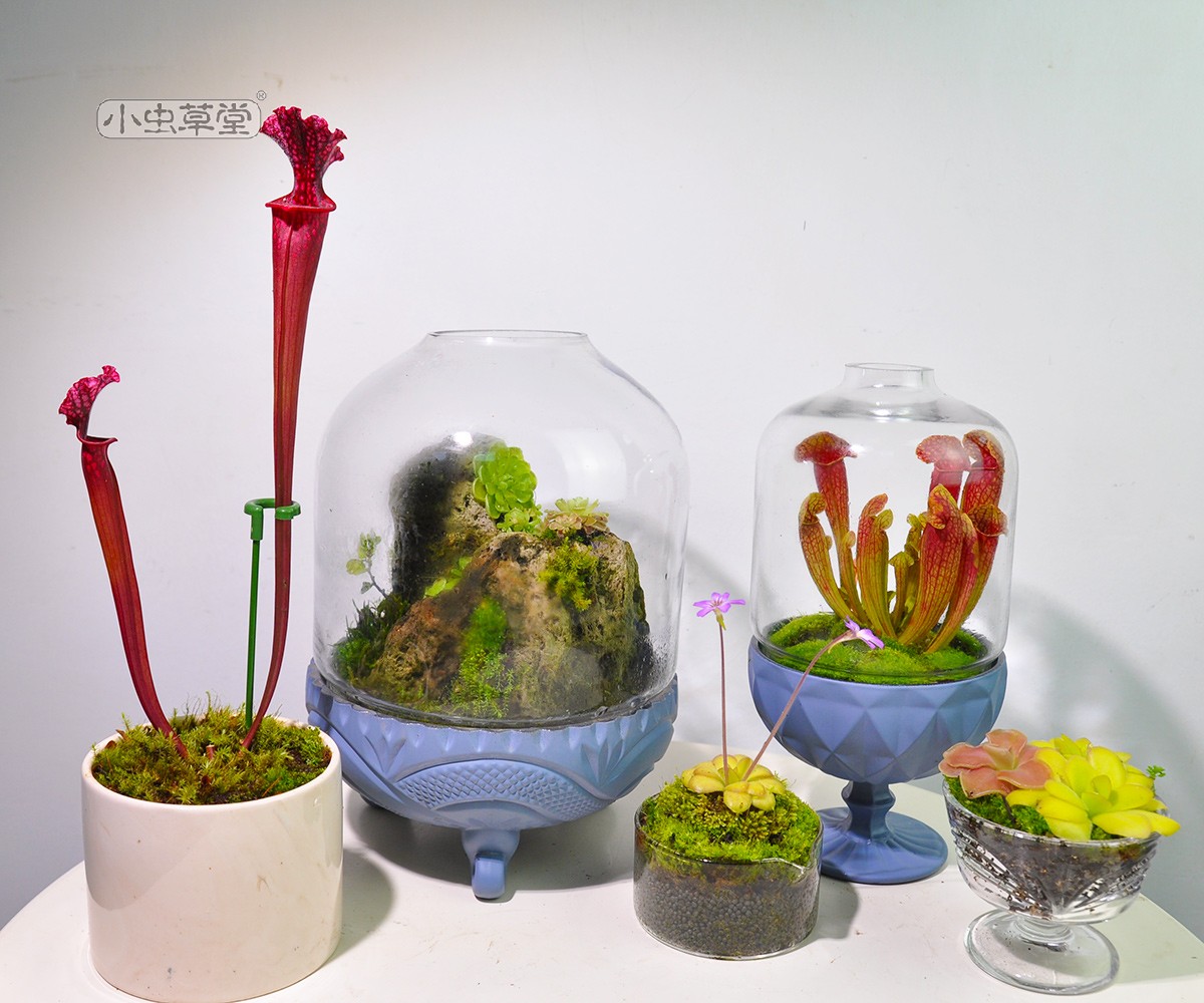 微景观闷养罐小虫草堂食虫植物捕蝇草生态瓶苔藓玻璃缸创意盆栽堇