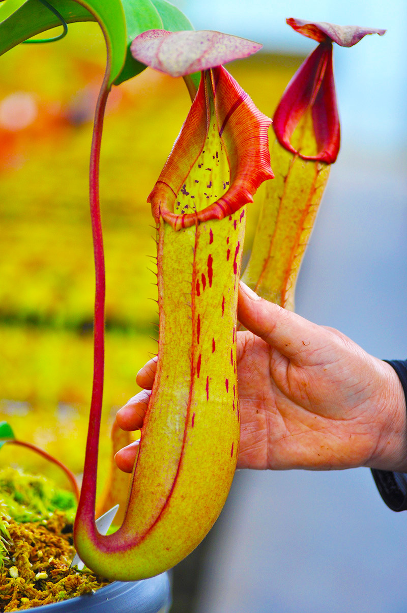 博世维奇劳氏猪笼草实生小虫草堂食虫植物稀有食虫植物