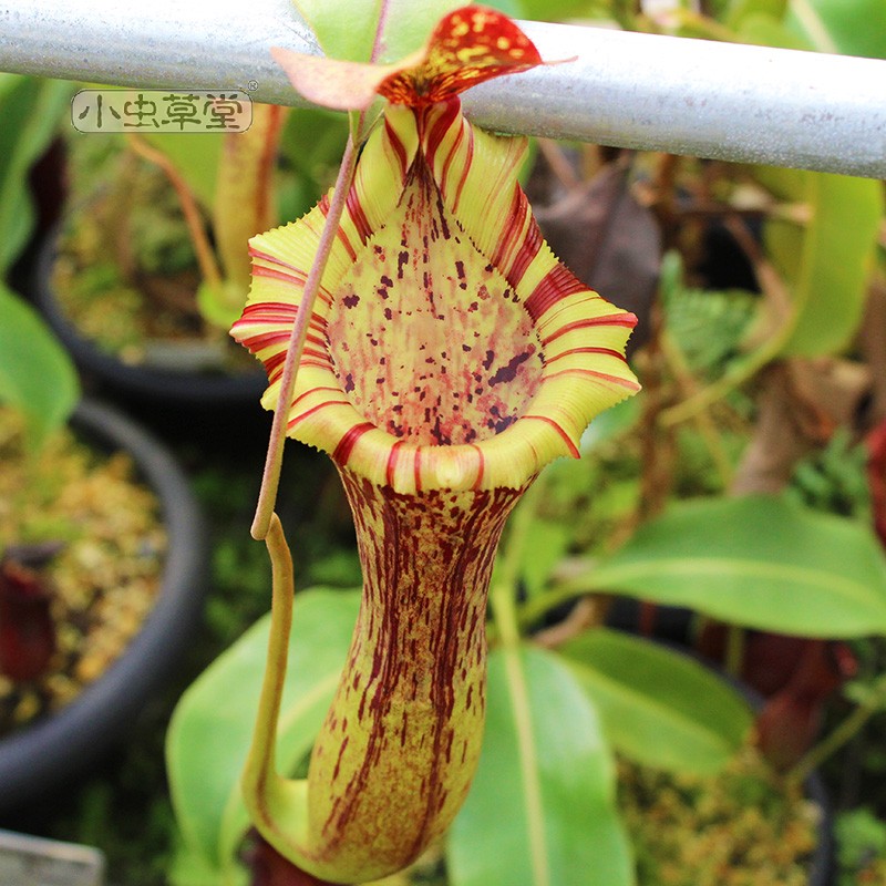 陈氏劳氏博世猪笼草实生独家首发小虫草堂育种食虫植物