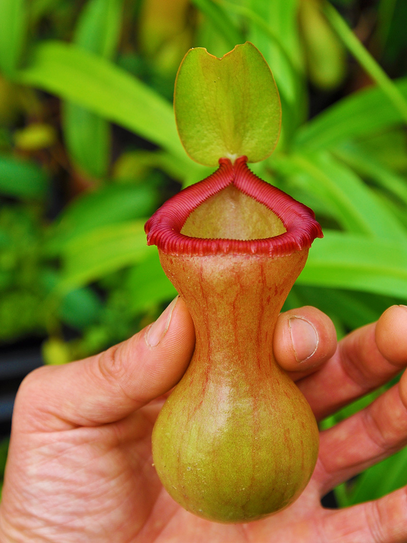 食虫葫芦猪笼草小虫草堂植物盆栽虫草种子室内绿植