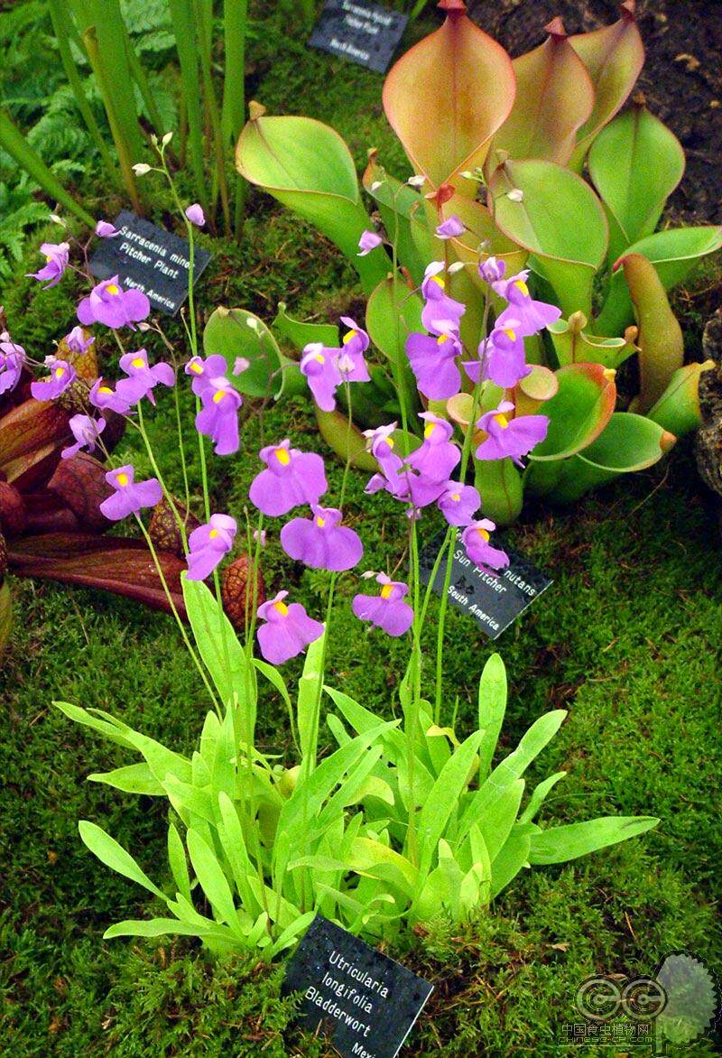 长叶狸藻附生大花盆栽绿植兰花阳台室内大型绿植