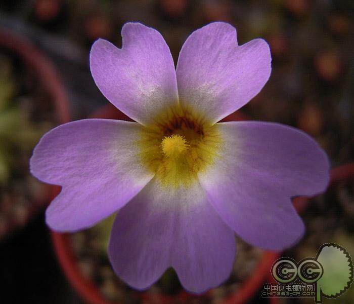 樱叶捕虫小虫草堂食虫植物盆栽重瓣绿植办公室绿植