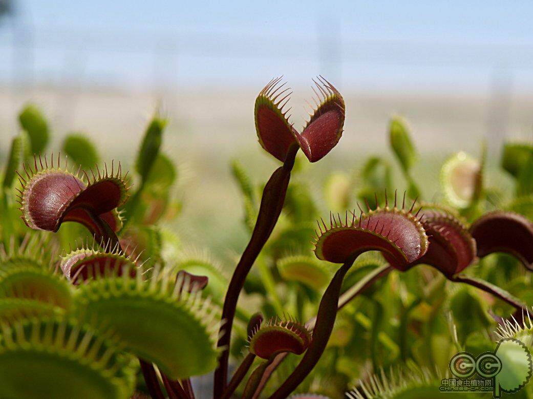 皇家红捕蝇草食虫植物小虫草堂节日礼物礼品吃虫植物吃蚊子苍蝇