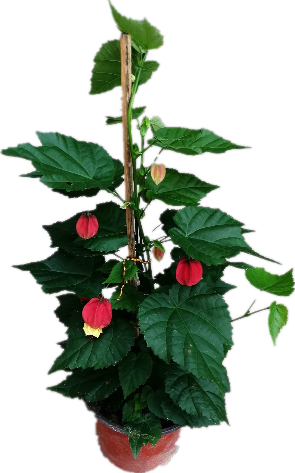 悬铃花蔓风铃花盆盆栽包邮爬藤植物灯笼四季花卉