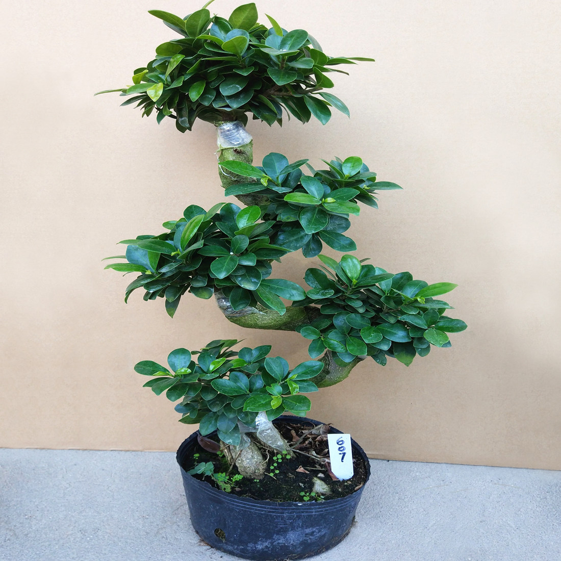 小叶榕树盆景植物盆栽树桩气根老桩造型客厅绿植