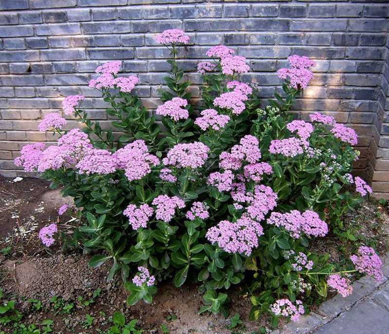 景天八宝大盆庭院阳台多年生肉类花卉华丽花镜多肉植物