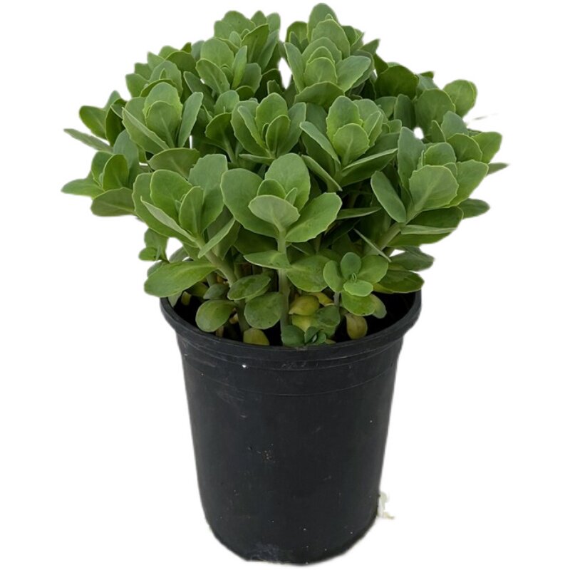 景天八宝大盆庭院阳台多年生肉类花卉华丽花镜多肉植物