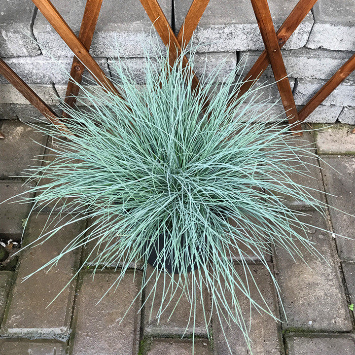 盆栽墨西哥羽毛庭院包邮埃丽蓝羊茅 推荐