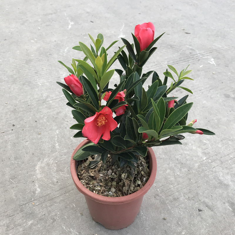 红山山茶杜鹃四季盆栽珍稀山茶花茶花包邮时令草本花卉