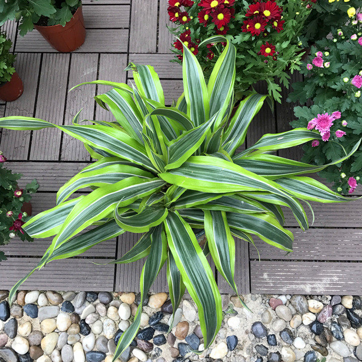 金边旋叶巴西美人风车螺旋型室内半阴绿植绿植