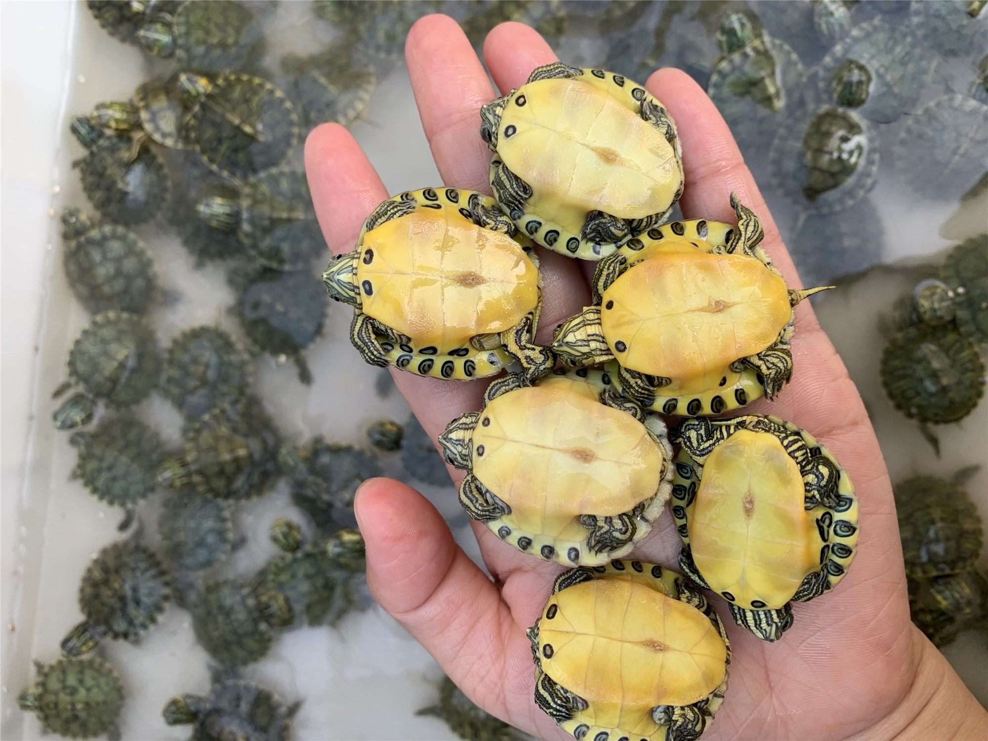 黄耳龟苗活物小乌龟深水长寿招财宠物观赏龟水龟