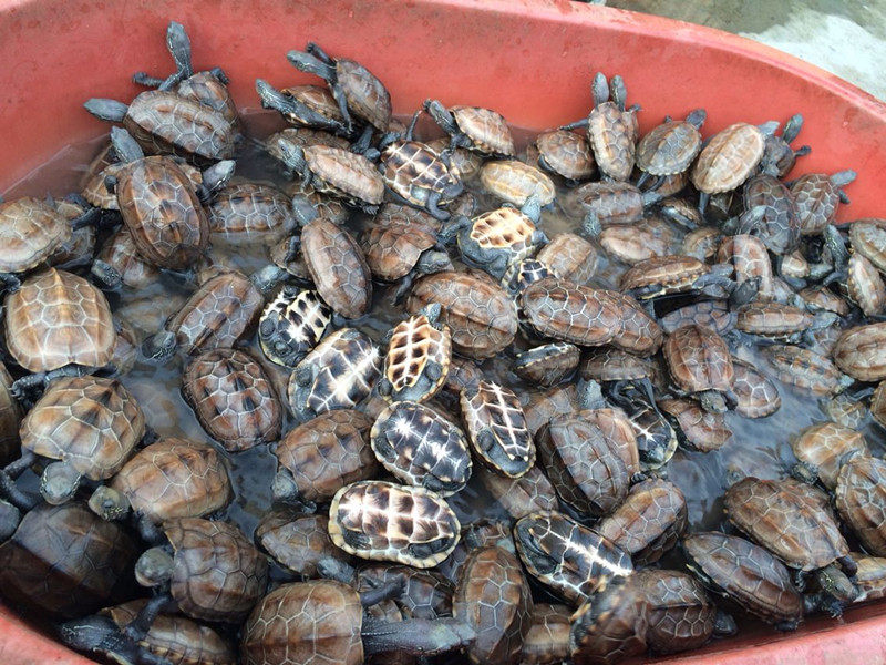 宠物活体中华草龟本地土龟风水长寿龟镇宅龟金线龟