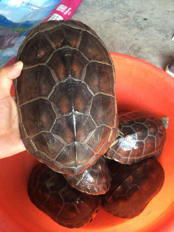 乌龟活体中华杂草成年公龟活物宠物深水水族龟