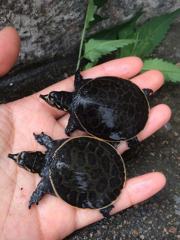 珍珠鳖苗乌龟活体观赏鳖宠物鳖美国角鳖甲鱼苗活物深水刺鳖大苗