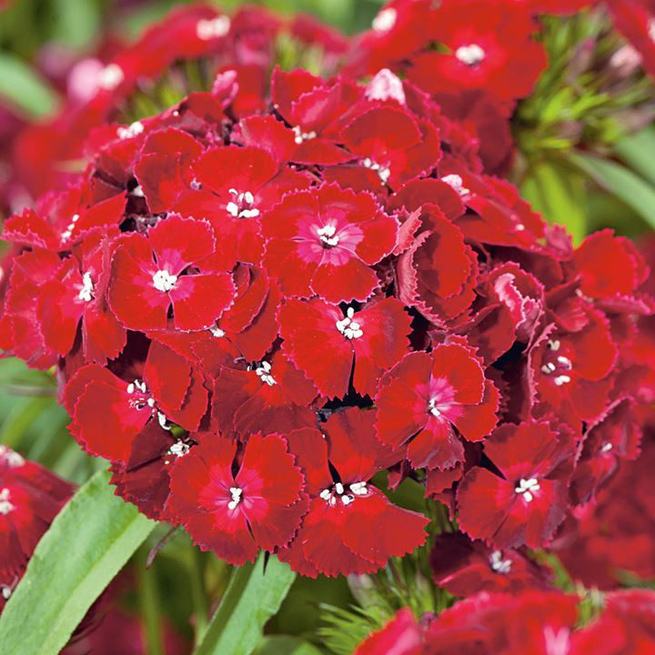 美国石竹泛美快捷花卉香味球形石竹花花坛盆栽花卉