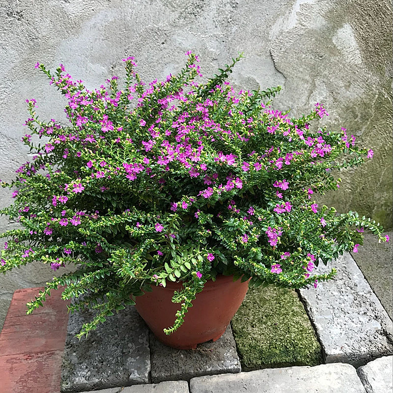 满天星花苗庭院植物阳台花卉四季开花大叶满天星盆栽花卉 - 仙肉小屋