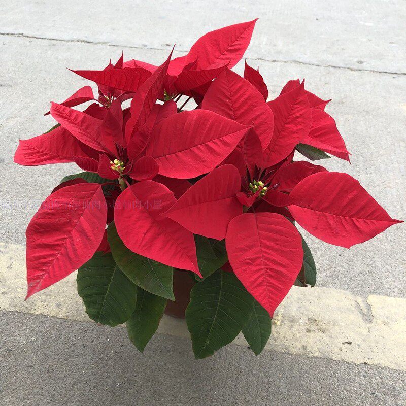 植物一品红盆栽办公室摆放阳台室内客厅花卉圣诞花卉