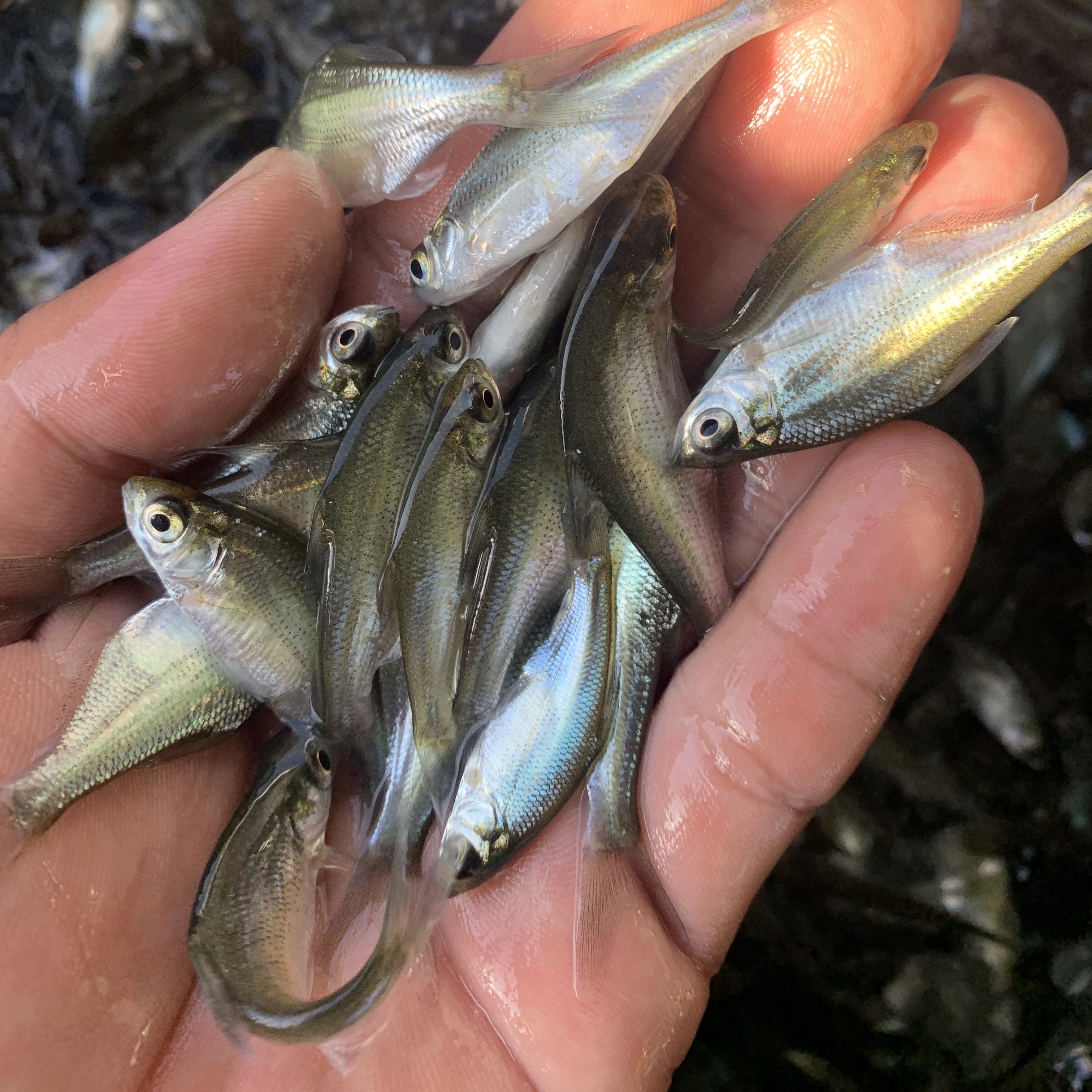 鱼苗三角武昌鳊鱼鲂鱼团头鲂边鱼沙边淡水活体鱼