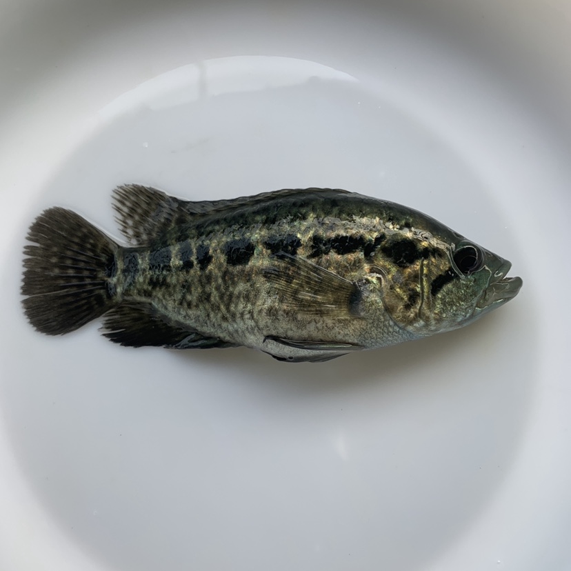 粤鱼水产去购买0620元发货地:广东 茂名包邮0620折后:0620价格