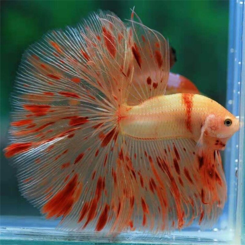 泰斗斗鱼观赏鱼将军半月大耳狮王马尾母鱼印尼鱼