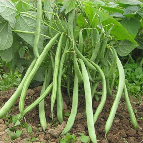 豆种不用搭架四季种子地豆蔬菜种籽新品种矮化家庭园艺种子