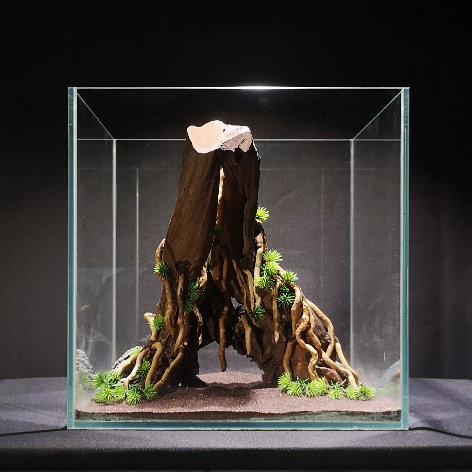 草缸骨架现货沉木拱桥杜鹃莫斯生命之树穿越鱼缸造景