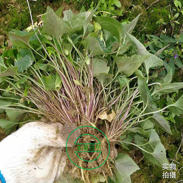 紫花地丁干货野生中药材500g苦地丁整棵带根梨头草犁头草铧头草