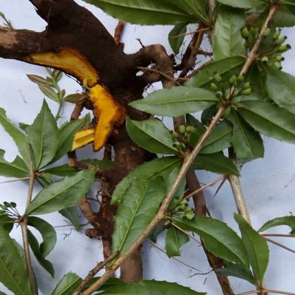 针刺云南黄连功劳十大连根刺黄黄柏新鲜针钢其他药食同源食品