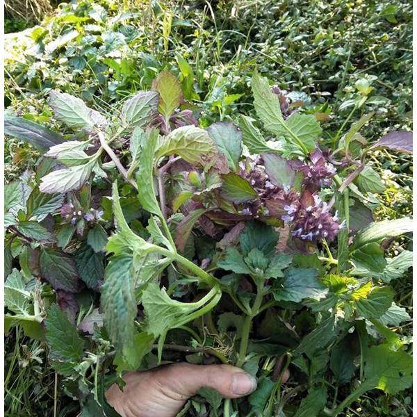 散血鲜货现采丁草紫花500g枯草夏枯草白毛中药材其他药食同源食品