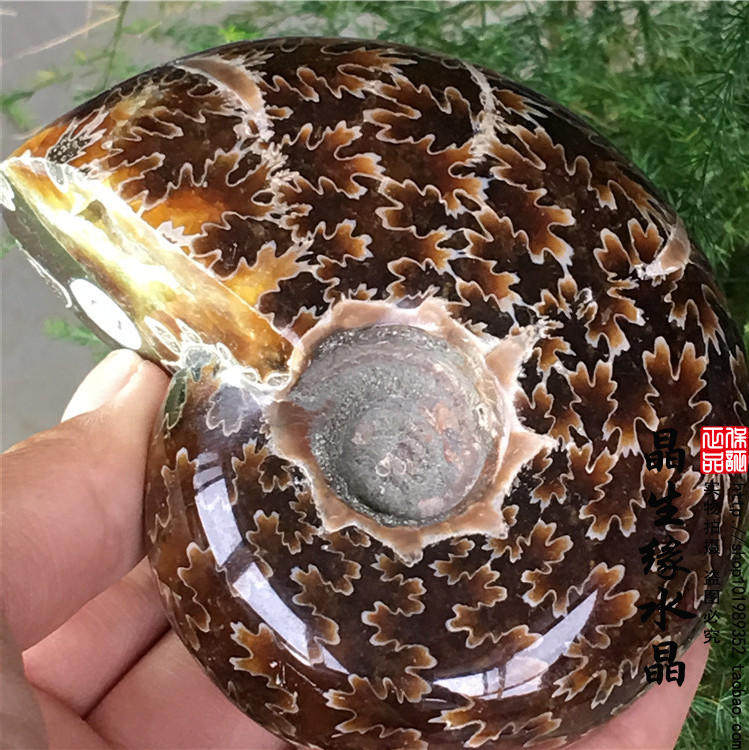 天然 菊花螺化石螺发财螺 胖头螺 实物一物一图