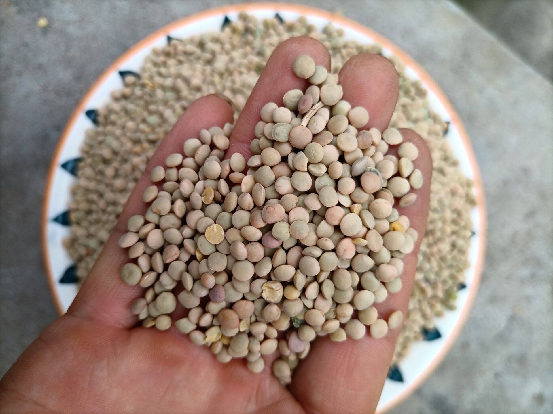 豌豆新货小粒金豌豆原料凉粉杂粮小扁豆胡豆豆子其它