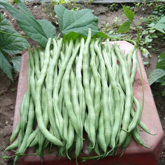 新鲜蔬菜农家自种四季刀豆4斤包邮无丝圆芸豆开业促销限量