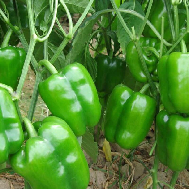 圆椒新鲜蔬菜农家自种现摘现发清甜辣椒灯笼甜椒不辣净重5斤包邮