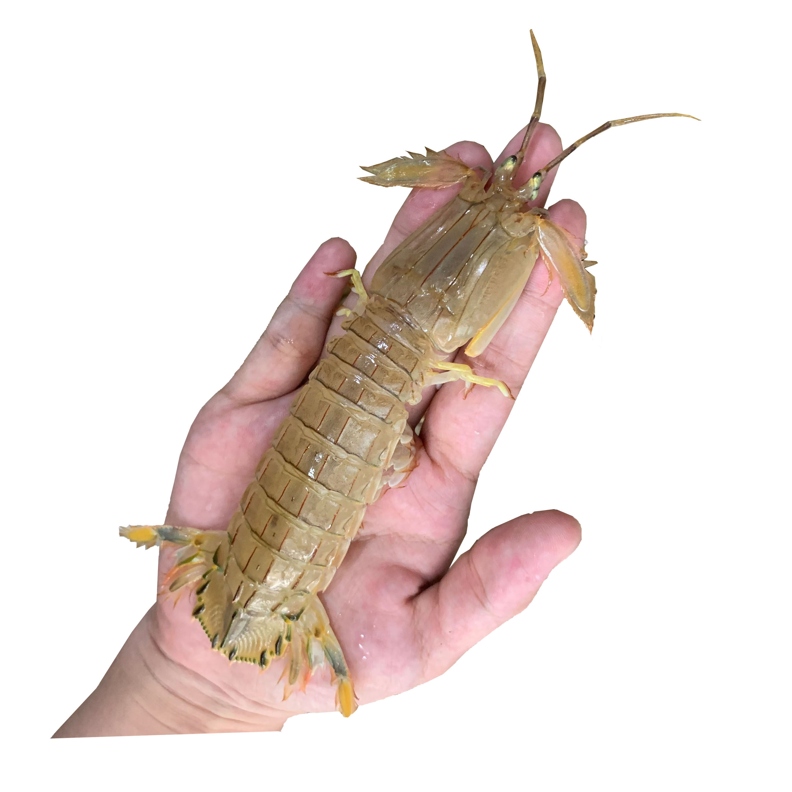 皮皮虾鲜活免邮海鲜虾姑超大爬爬椒盐虾爬野生活虾