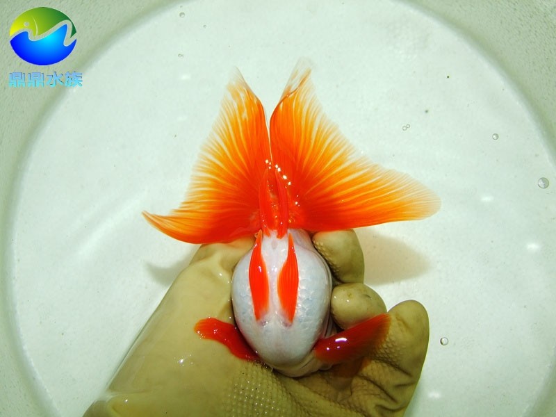 精品十二红蝶金鱼活体红白白蝶淡水鱼冷水鱼稀有鱼