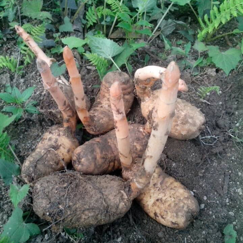 神农架天麻深山采挖天然无硫中药材农家晾晒煲汤天麻