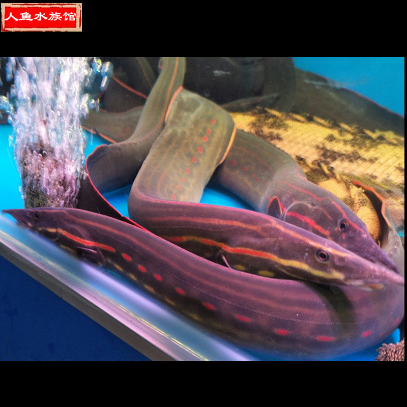 喷火龙鱼火鳗红纹刺鳅淡水热带底层大型观赏鱼活体人鱼水族馆_双氙车