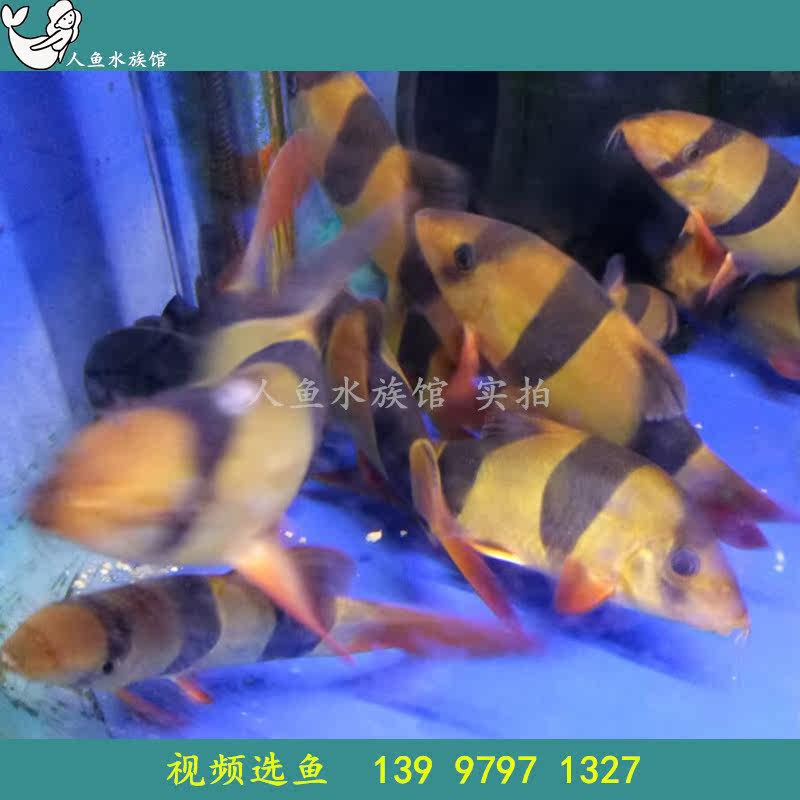 三间鼠鱼 栖底鱼 清缸鱼 小丑泥鳅 热带观赏鱼活体包活人鱼水族馆