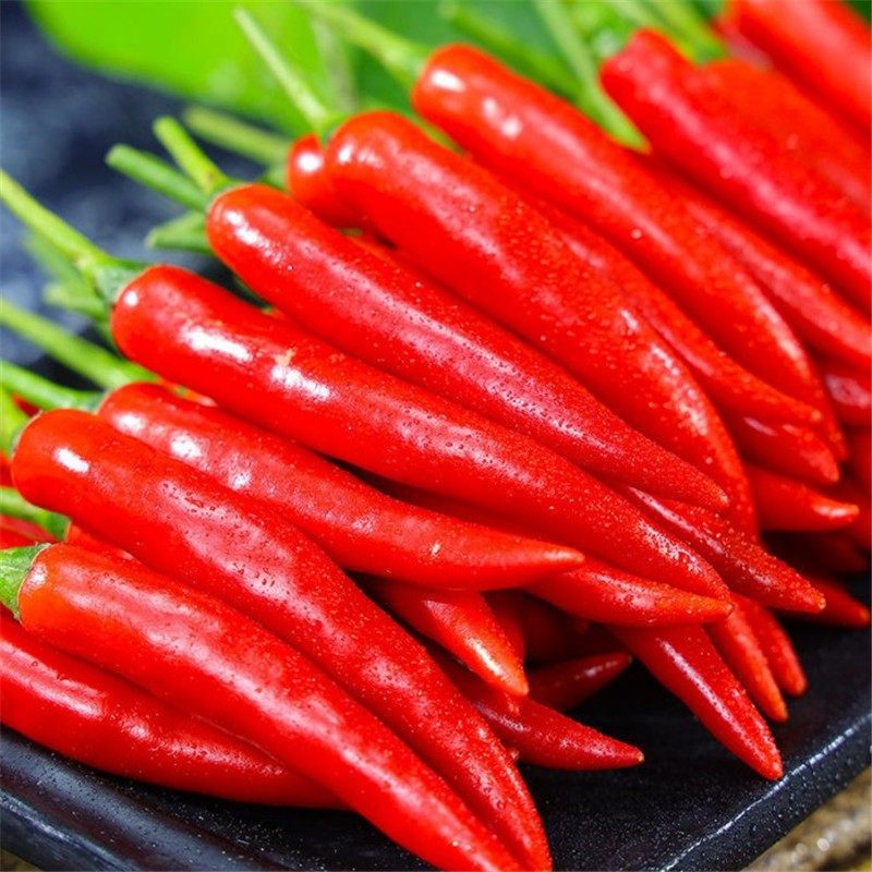 农家现摘5斤装鲜红特辣小米辣椒朝天新鲜蔬菜辣椒