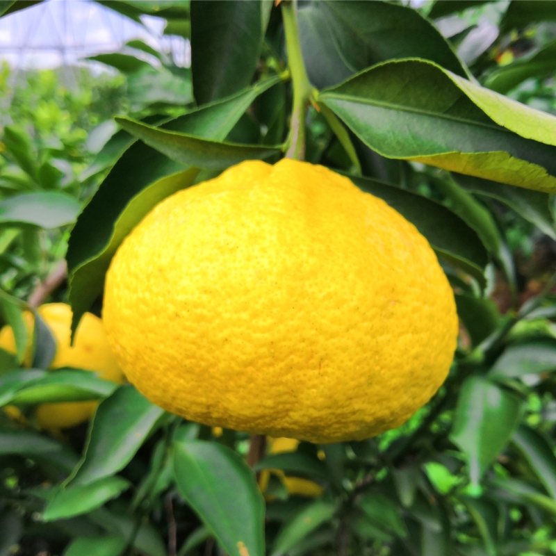 象山柑橘春香甜柠檬6斤孕妇清香蜜黄金贡12只桔子